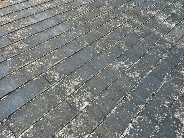 屋根に発生したコケや藻の写真